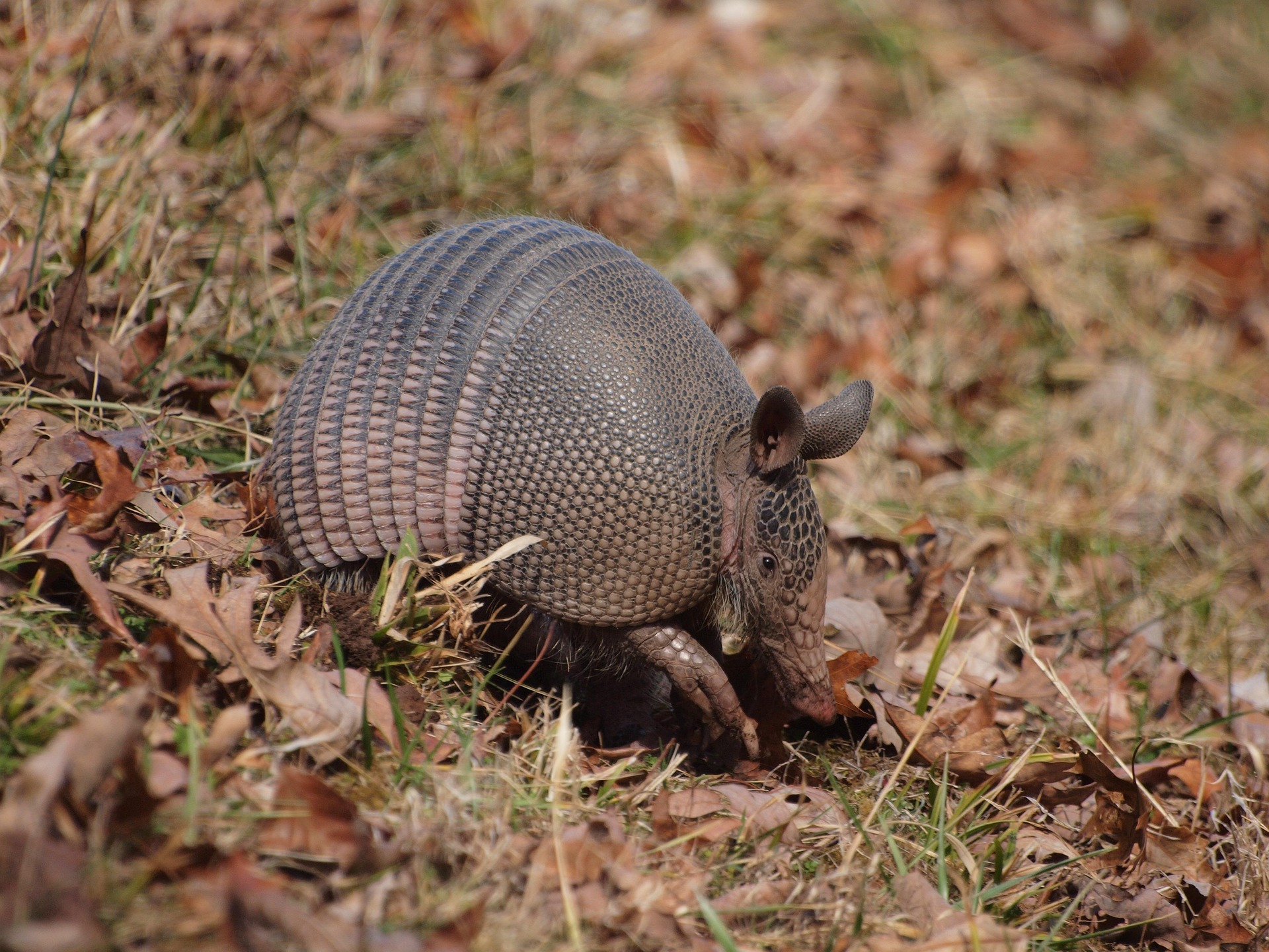 Armadillo Removal services in Columbus GA