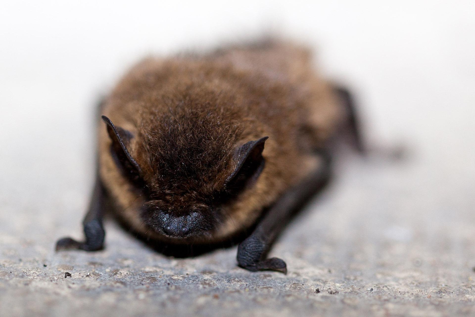 Bat Removal services in Columbus GA