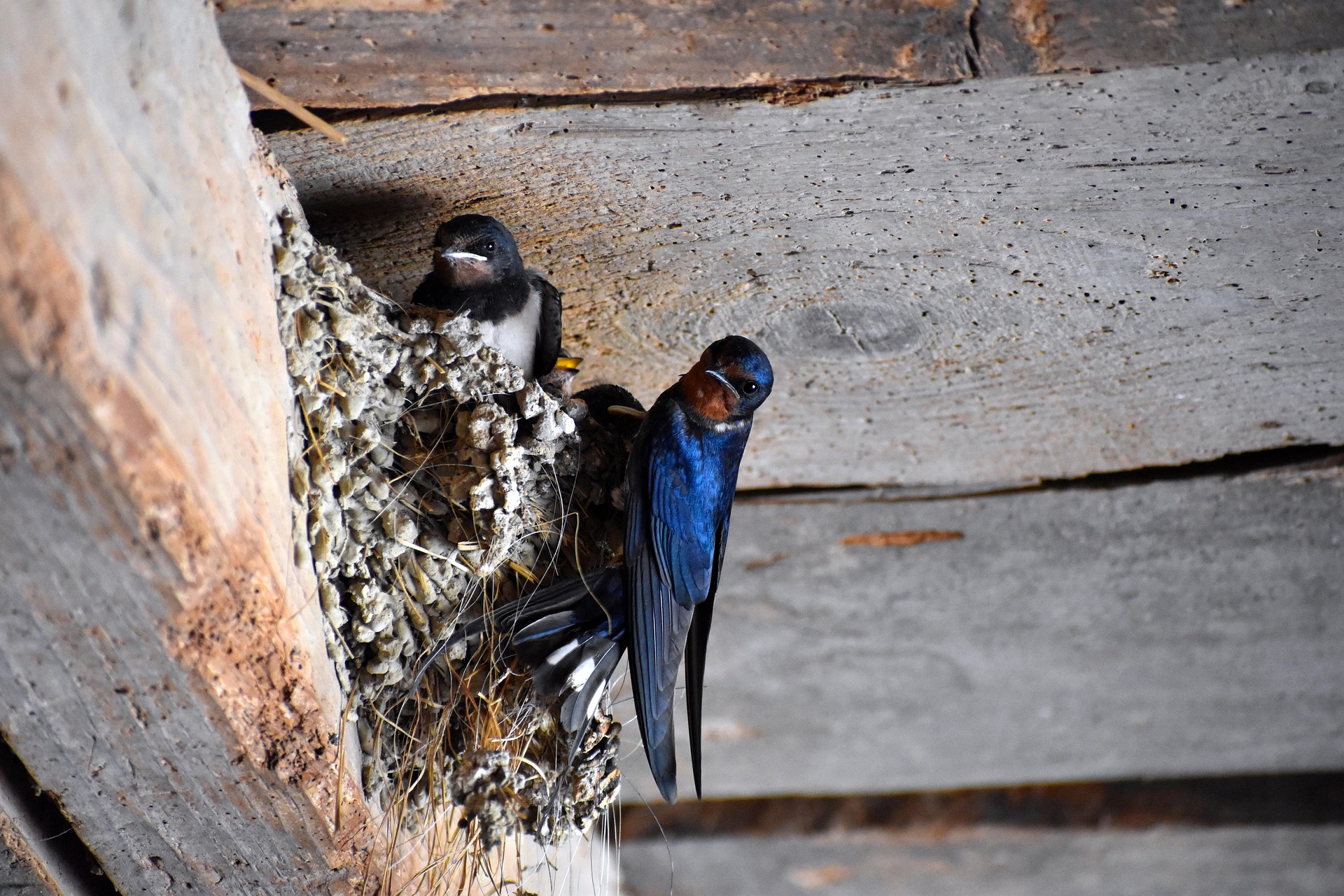 Bird Control services in Columbus GA