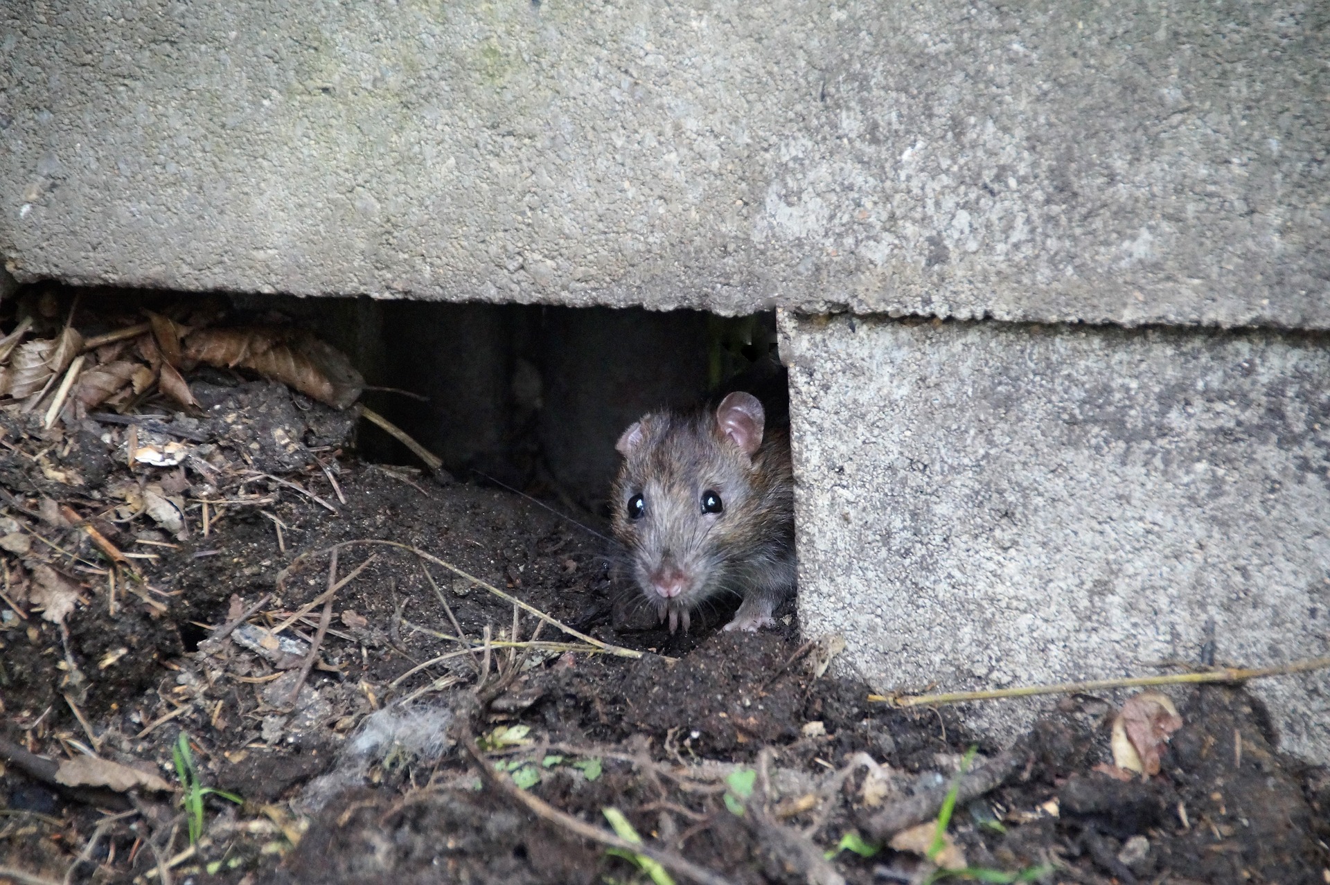 Mice & Rodents services in Columbus GA