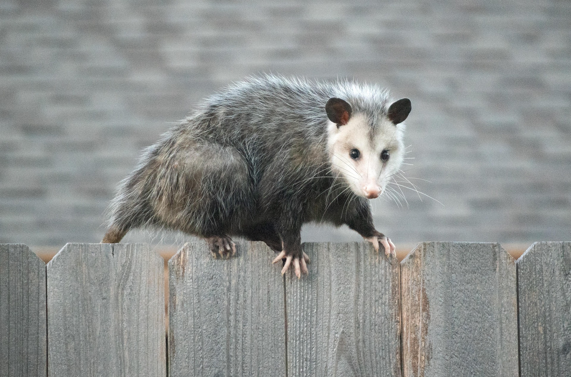 Skunk & Opossum services in Columbus GA
