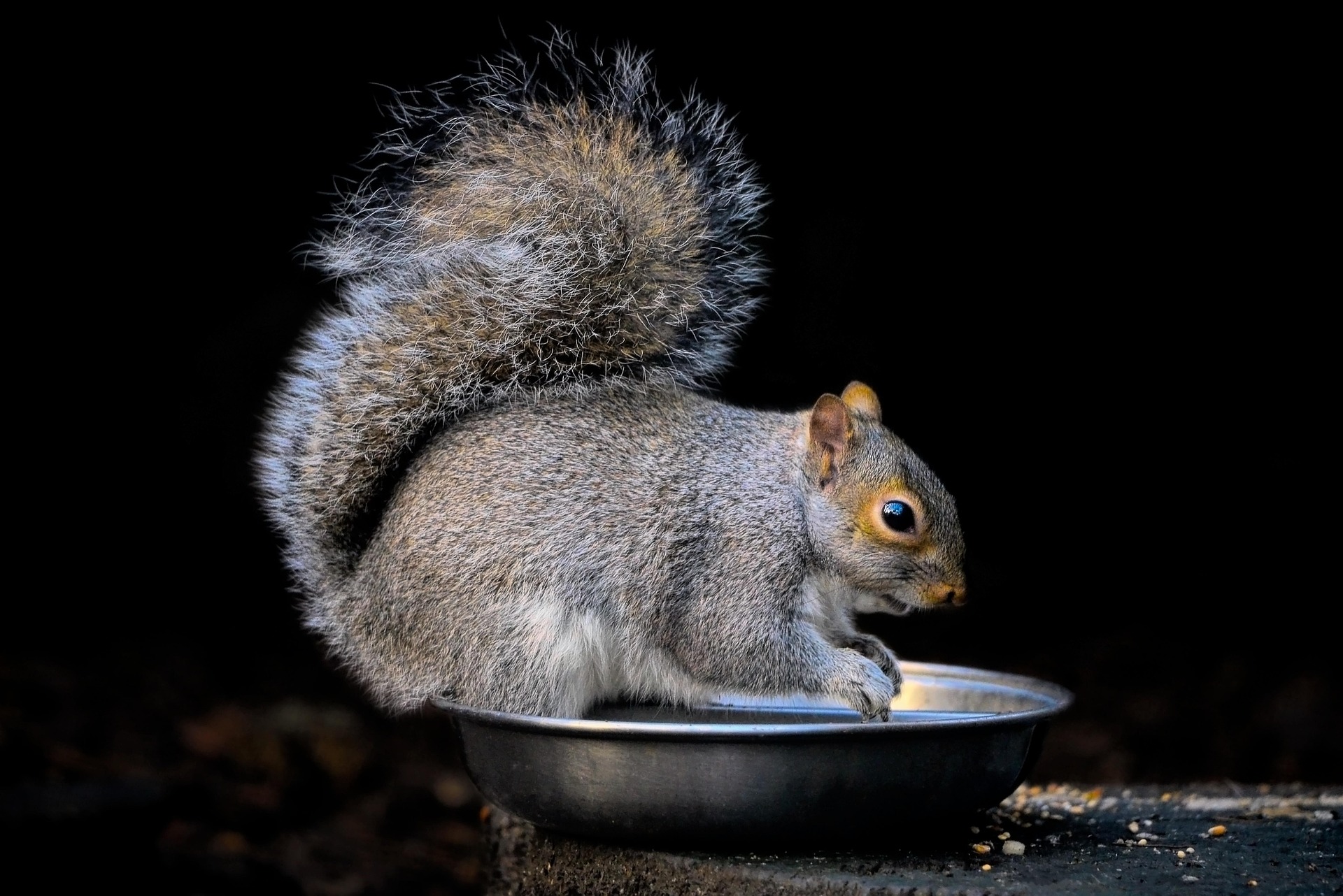 Squirrel Removal services in Columbus GA